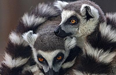 Steam版《告别回忆 双想 ～Not always true～》于4月9日正式发售